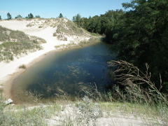 Sporobolus rigidus magnus