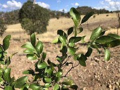 Cadellia pentastylis