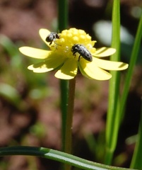 Blennosperma nanum
