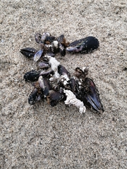 Semimytilus patagonicus