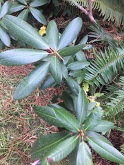 Rhododendron macrophyllum