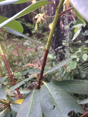 Rhododendron macrophyllum