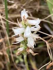 Spiranthes magnicamporum