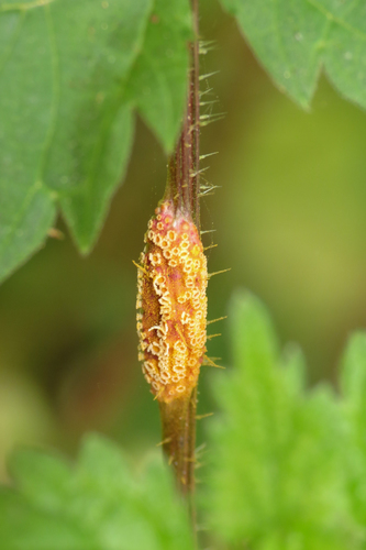 Nettle Clustercup Rust fungus