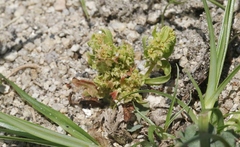 Rumex fueginus