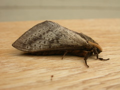 Oxycanus