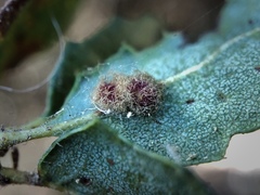 Andricus crystallinus