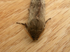 Oxycanus