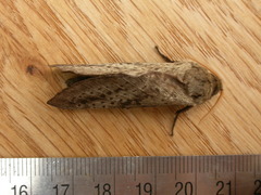 Oxycanus