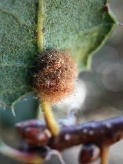 Andricus crystallinus