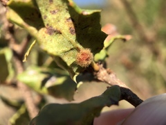 Andricus crystallinus