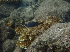 Cephalopholis colonus