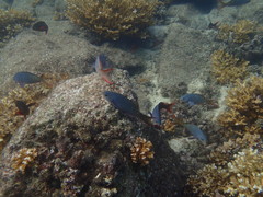 Cephalopholis colonus