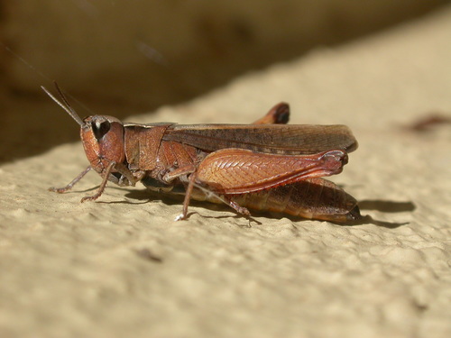 Cryptobothrus chrysophorus Rehn, 1907