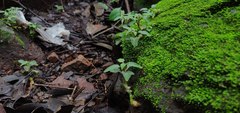 Cheirostylis parvifolia