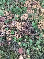 Coprinellus micaceus