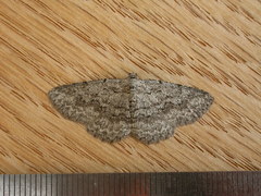 Psilosticha absorpta