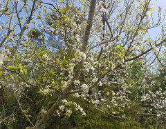 Prunus salicina