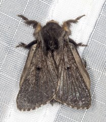 Symphyta nyctopis