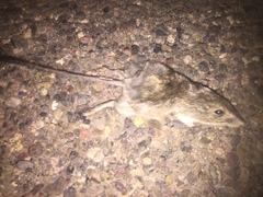 Perognathinae