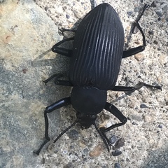 Mylaris