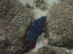 Cephalopholis colonus