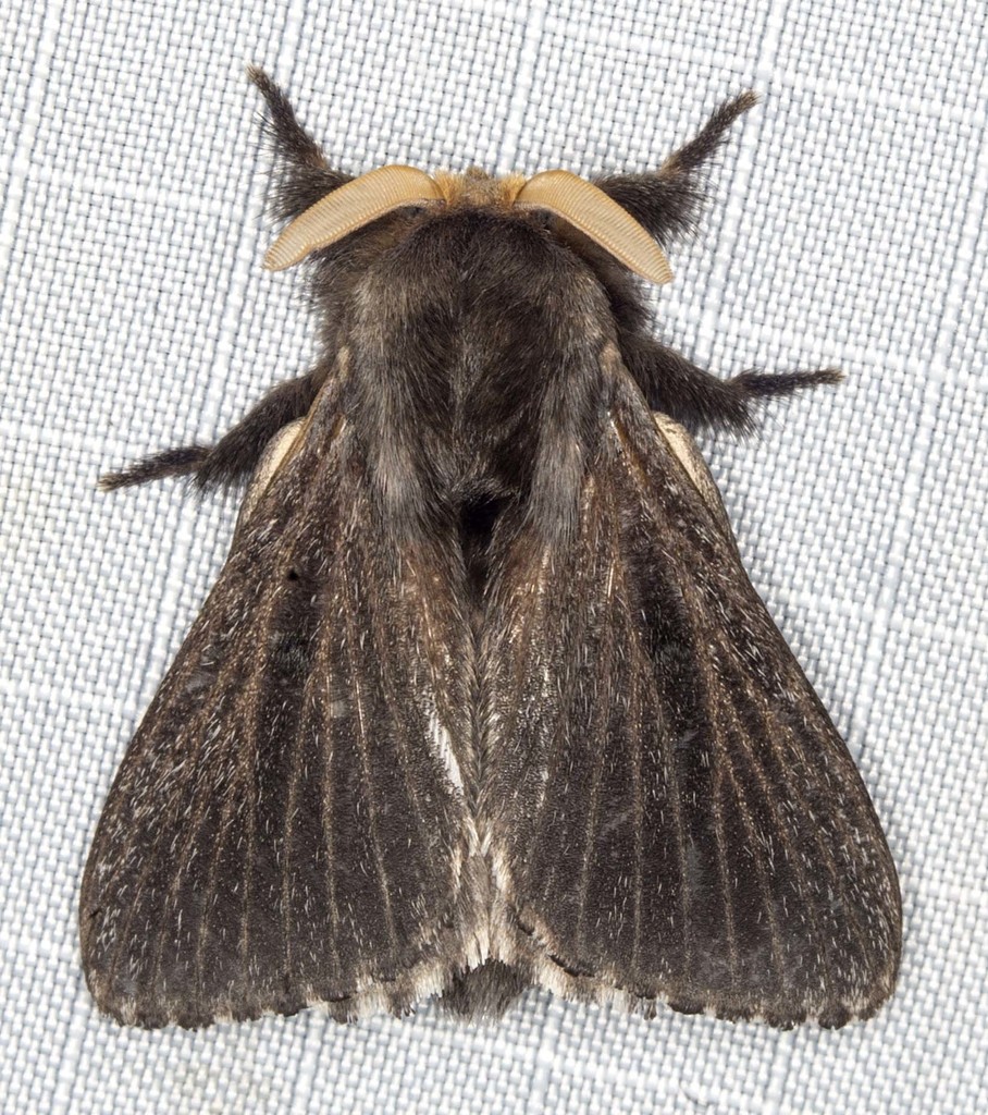 Symphyta (moth)