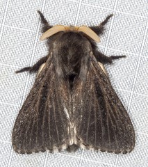 Symphyta nyctopis