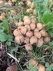 Coprinellus micaceus