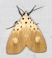 Asota iodamia