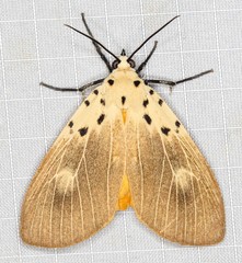 Asota iodamia