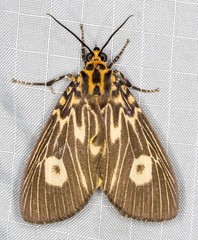 Asota plagiata