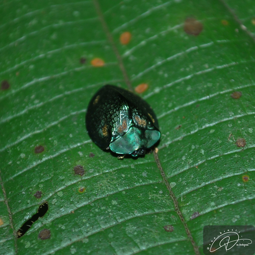 Stolas sexsignata