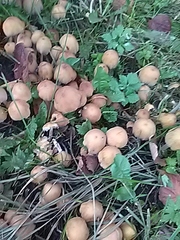 Coprinellus micaceus