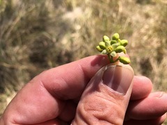 Santalum lanceolatum