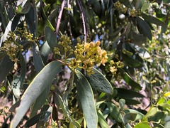 Santalum lanceolatum