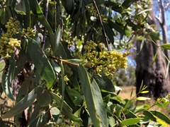 Santalum lanceolatum