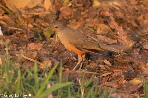 Rufous-bellied Thrush, photo 9 of 9
