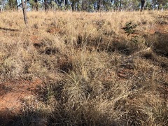 Cymbopogon bombycinus