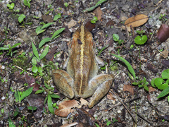 Limnonectes blythii