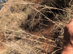 Cymbopogon bombycinus