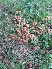Coprinellus micaceus