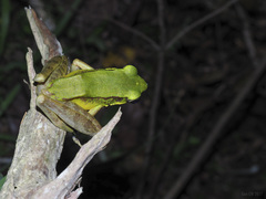Odorrana hosii