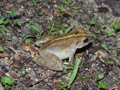 Limnonectes blythii