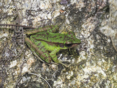 Odorrana hosii