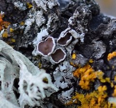 Parmelina carporrhizans