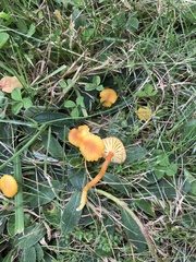 Hygrocybe insipida