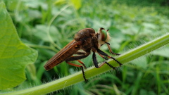 Cophinopoda