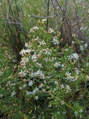 Symphyotrichum lanceolatum interior