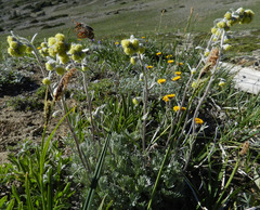 Artemisia furcata